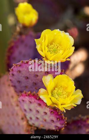 Yellow Cactus Flowers on Violet Prickly Pear. Purple prickly pear cactus in bloom with yellow flowers in spring. Opuntia gosseliniana with flowers. Stock Photo