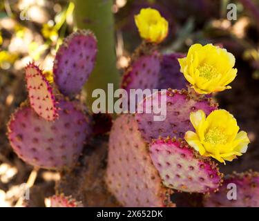 Purple Prickly Pear Cactus in Bloom with Yellow Flowers. Violet prickly pear cactus native of Sonoran desert flowering in southwestern United States. Stock Photo