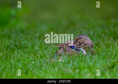 A female Mallard duck, (Anas platyrhynchos), with her head tucked into her body and sleeping Stock Photo