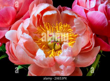 A close up of a pink Peony flowers showing the petal layers and yellow anthers Stock Photo