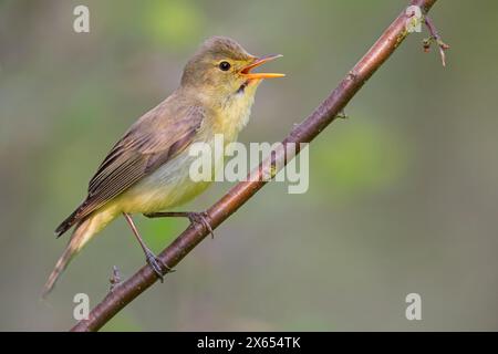 Gelbspˆtter, Icterine Warbler, Hippolais icterina, HypolaÔs ictÈrine, Zarcero Icterino Stock Photo