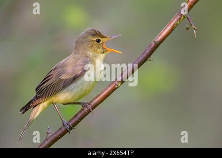 Gelbspˆtter, Icterine Warbler, Hippolais icterina, HypolaÔs ictÈrine, Zarcero Icterino Stock Photo