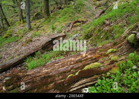 Here the moss Leucobryum glaucum and the liverwort Mylia taylorii are growing on rotten wood in Celtic Rainforest (Snowdonia). Stock Photo