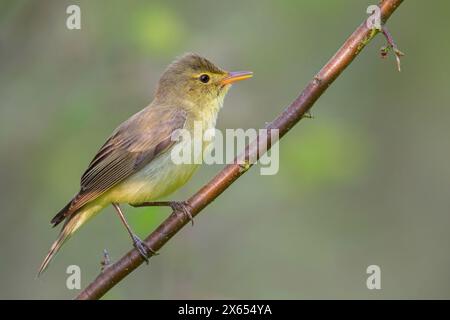 Gelbspˆtter, Icterine Warbler, Hippolais icterina, HypolaÔs ictÈrine, Zarcero Icterino Stock Photo