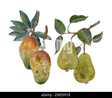 Two yellow-green pears and two red-yellow mangoes on branches with green foliage, watercolor isolated objects on a white background. Stock Photo