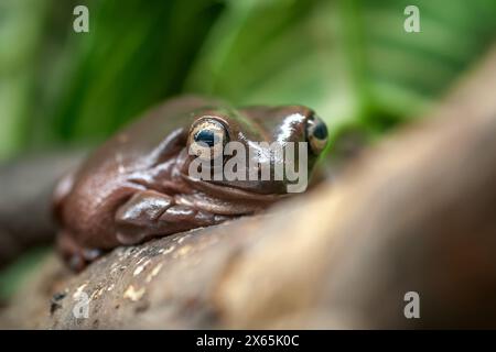 A brown frog perched on a tree branch, blending in with its surroundings. The frog appears relaxed and observant, with its eyes scanning the area for Stock Photo