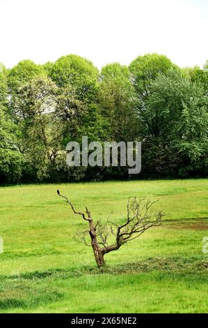 Dead tree in field in springtime Stock Photo