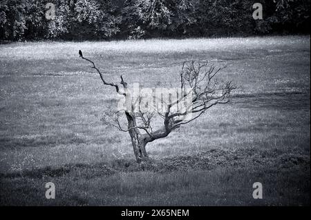 Dead tree in field in springtime Stock Photo