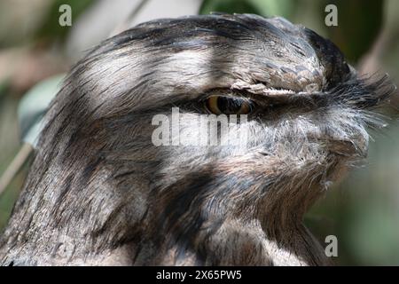 the tawny frogmouth has a mottled grey, white, black and rufous – the feather patterns help them mimic dead tree branches. Stock Photo