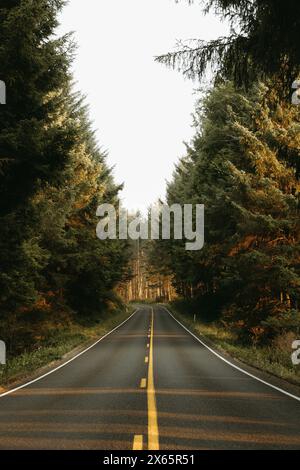 Empty forest road sunlight shining through trees Stock Photo