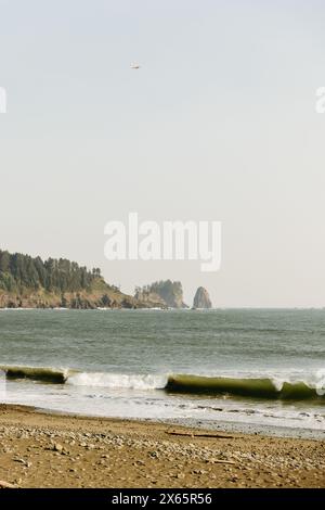 Seagull flying over ocean waves at La Push beach in Washington Stock Photo