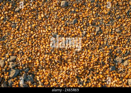 Ripe corn kernel seed spilled on the ground after harvest, top view Stock Photo