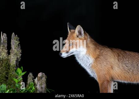 Red fox with tree stump and black background Stock Photo