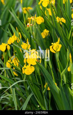 Flag iris Stock Photo
