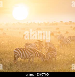 Zebra and wildebeest play against a brilliant colorful sunrise o Stock Photo