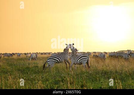 Zebra and wildebeest play against a brilliant colorful sunrise o Stock Photo