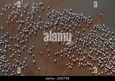 A large flock of flamingo congregate on Lake Nakuru, seen from a Stock Photo