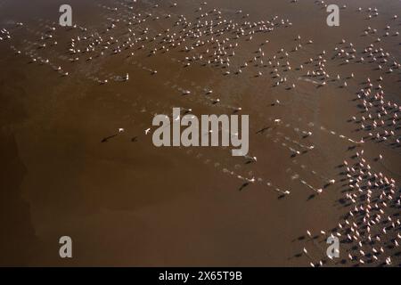 A large flock of flamingo congregate on Lake Nakuru, seen from a Stock Photo