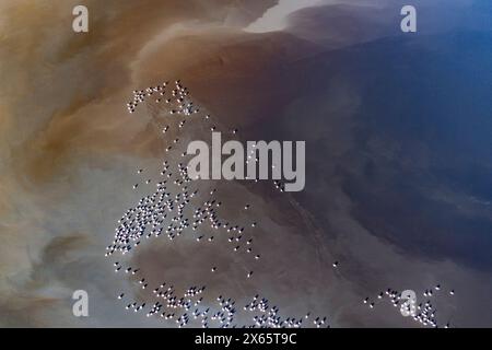 A large flock of flamingo congregate on Lake Nakuru, seen from a Stock Photo