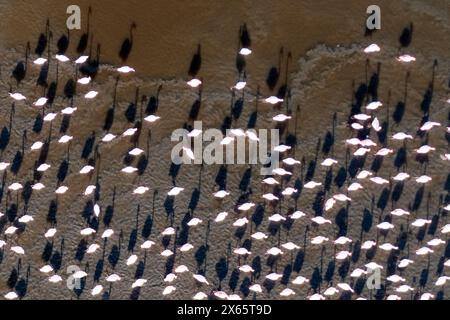 A large flock of flamingo congregate on Lake Nakuru, seen from a Stock Photo