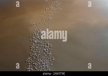 A large flock of flamingo congregate on Lake Nakuru, seen from a Stock Photo