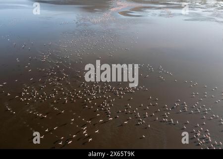 A large flock of flamingo congregate on Lake Nakuru, seen from a Stock Photo