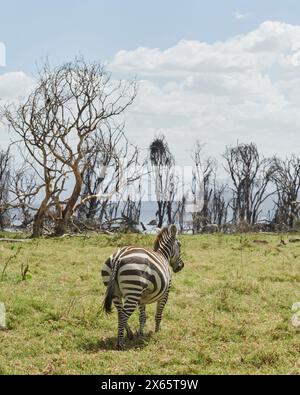 A zebra grazes in a green field with a flooded forest surroundin Stock Photo