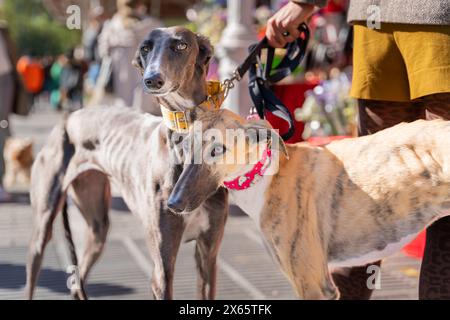 The Galgo Español, or Spanish Greyhound, is an ancient breed of dog, a member of the sighthound family. Two Spanish Greyhound on a leash in the city c Stock Photo