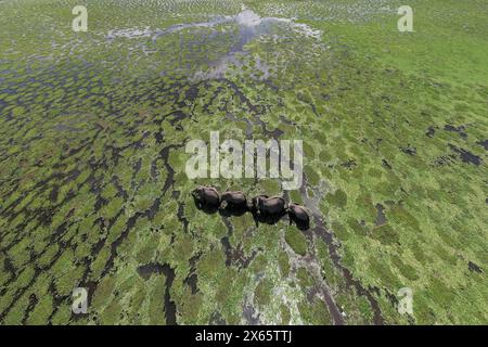 A herd of elephant meander across a swamp filled with green plan Stock Photo