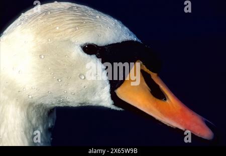 White Swan portraiture ( Cygnus olor), Chiemsee, Upper Bavaria, Germany, Europe, Stock Photo