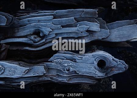 Ice crystals form on log on a chilly Washington morning. Stock Photo