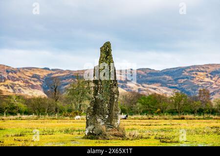 Single Standing Stone in a Field of Sheep Stock Photo