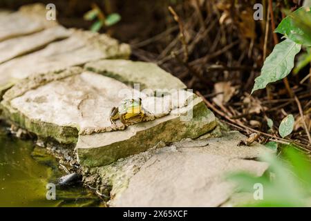 Frog perched on stone by a pond in a natural setting Stock Photo