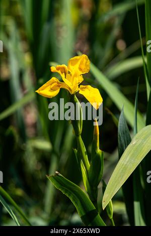 Flag iris Stock Photo