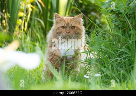 Pet cat in a garden in the UK Stock Photo