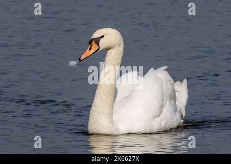 Mute swan, Cygnus olor, UK Stock Photo