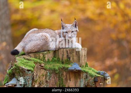 Eurasian lynx (Lynx lynx), lying on tree trunk in autumn forest Stock Photo