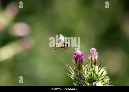Eupeodes, the aphideater flies, are a genus of moderate hoverflies in the family Syrphidae. Habitat. Patches of flowers in fields, road verges, garden Stock Photo