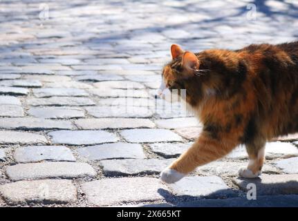 Norwegian Forest Cat Stock Photo