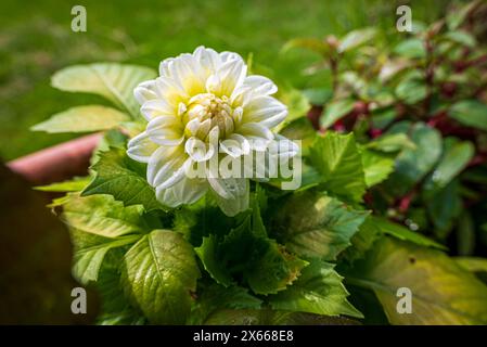 Dahlia pinnata flower. Stock Photo