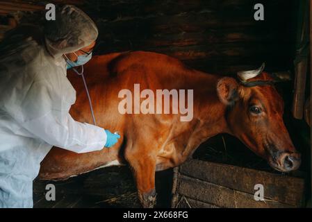 Veterinarian in protective gear carefully examines brown cow inside barn using stethoscope, focusing on the animal's health and wellbeing. Stock Photo