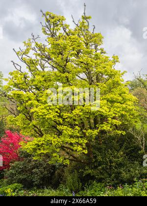 Fresh yellow spring foliage of the golden full moon Japanese maple, Acer shirasawanum 'Aureum' Stock Photo