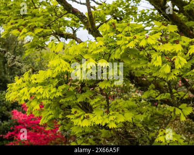 Fresh yellow spring foliage of the golden full moon Japanese maple, Acer shirasawanum 'Aureum' Stock Photo