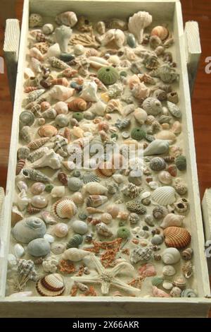Collection of sea shells displayed on sand in a hand-made small decorative table covered with a piece of glass. Stock Photo