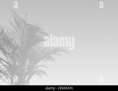 Shadow of leaf from window. Shadows palm leaves isolated on transparent background. Reflected flowers for effects overlay. Plants shades. Leafes tree Stock Vector