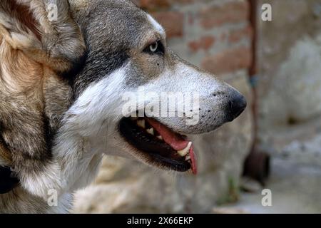 Stunning Czechoslovakian Wolfdog Grooming Tool For Shedding image