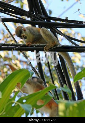 Grey-crowned Central American Squirrel Monkey, Saimiri oerstedii citrinellus, Cebidae, Primates.  Manuel Antonio, Costa Rica, Central America. Stock Photo