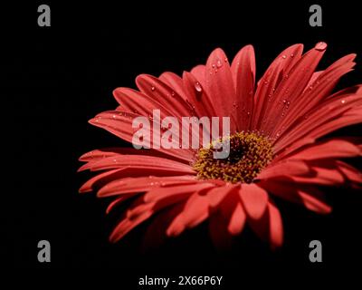 Red gerbera flower - OLYMPUS DIGITAL CAMERA Stock Photo