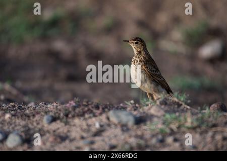 Plain-backed pipit or plain pipit, Anthus leucophrys,Motacillidae, Ol Pejeta Conservancy, Kenya, Africa Stock Photo