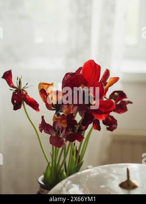 Vertical close up shot of a bouquet of fading red tulips in the kitchen against the white curtains. A part of some elegant kitchenware in the foregrou Stock Photo